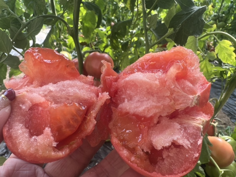 西红柿🍅普罗旺斯品质优价格优势服务理念诚信