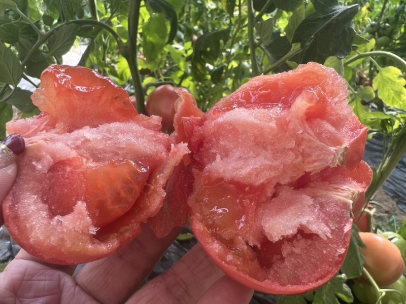 西红柿🍅普罗旺斯品质优价格优势服务理念诚信