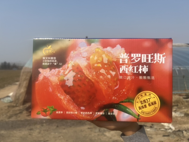 西红柿🍅普罗旺斯品质优价格优势服务理念诚信