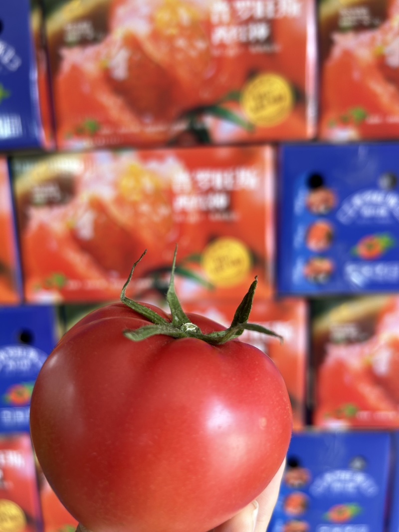 西红柿🍅普罗旺斯品质优价格优势服务理念诚信