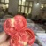 西红柿🍅普罗旺斯品质优价格优势服务理念诚信