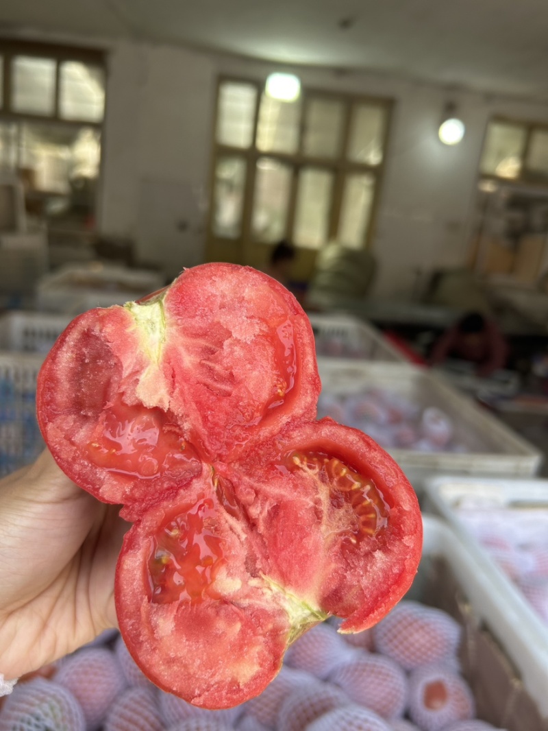 西红柿🍅普罗旺斯品质优价格优势服务理念诚信