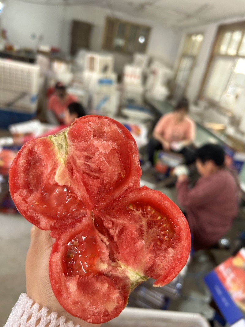 西红柿🍅普罗旺斯品质优价格优势服务理念诚信