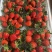海阳草莓🍓代办，寻找收货商