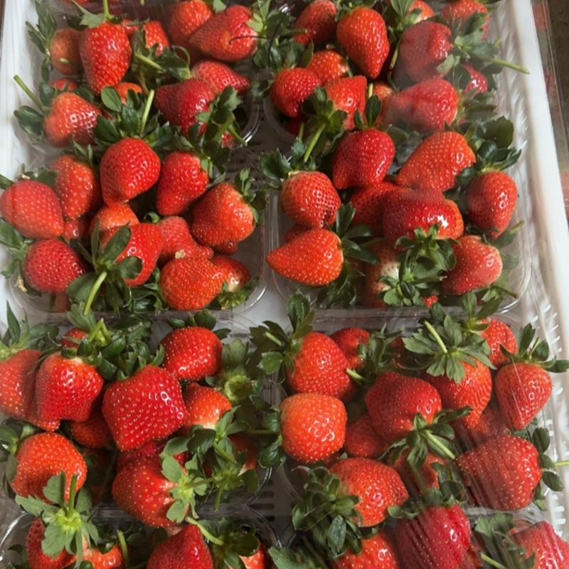 海阳草莓🍓代办，寻找收货商