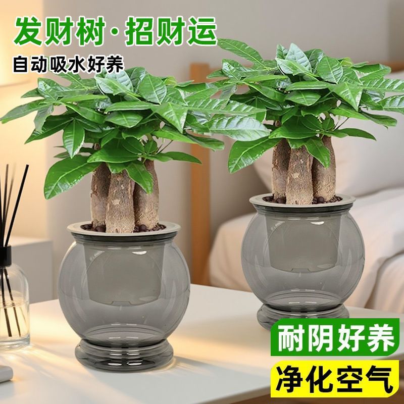 三杆发财树盆栽植物室内客厅招财树盆景办公室桌面好养活四季绿植