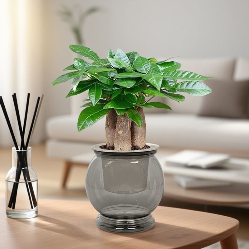 三杆发财树盆栽植物室内客厅招财树盆景办公室桌面好养活四季绿植
