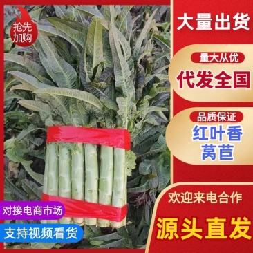新鲜脆嫩红叶香莴苣，当季产地直供，特惠批发