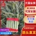 新鲜脆嫩红叶香莴苣，当季产地直供，特惠批发
