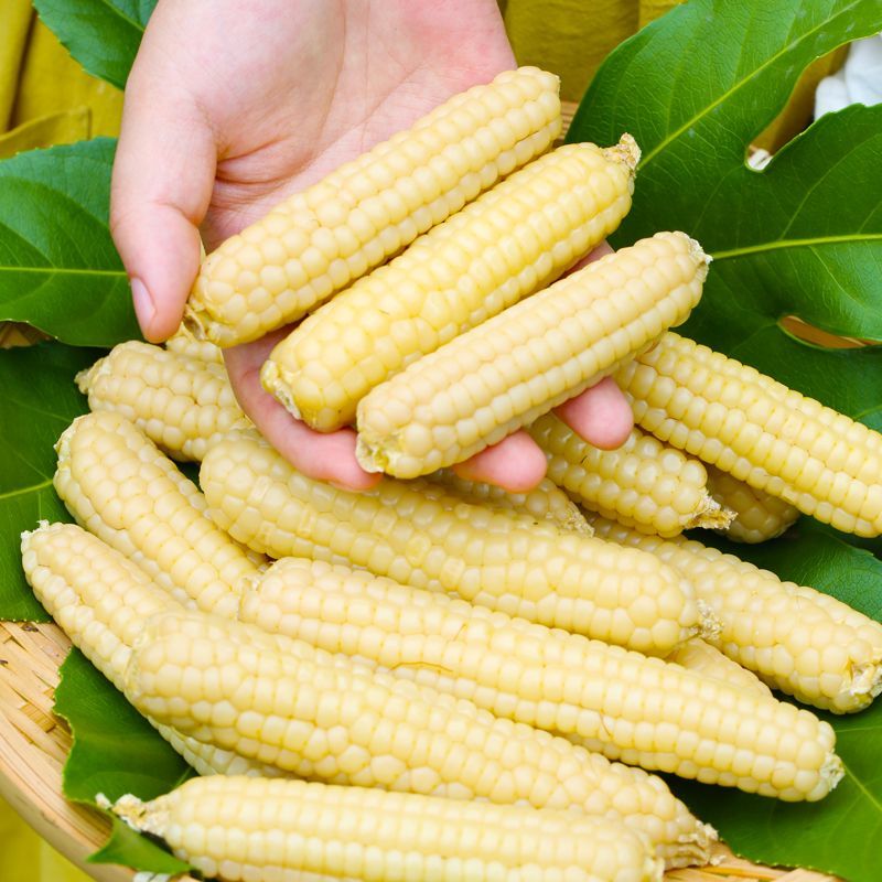 云南西双版纳拇指小包谷玉米棒真空袋装新鲜即食非转基因低脂粗粮