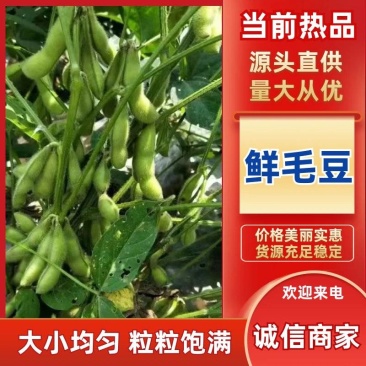 当季现摘鲜毛豆,豆粒饱满,带壳批发,产地直发量大优惠