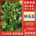 当季现摘鲜毛豆,豆粒饱满,带壳批发,产地直发量大优惠