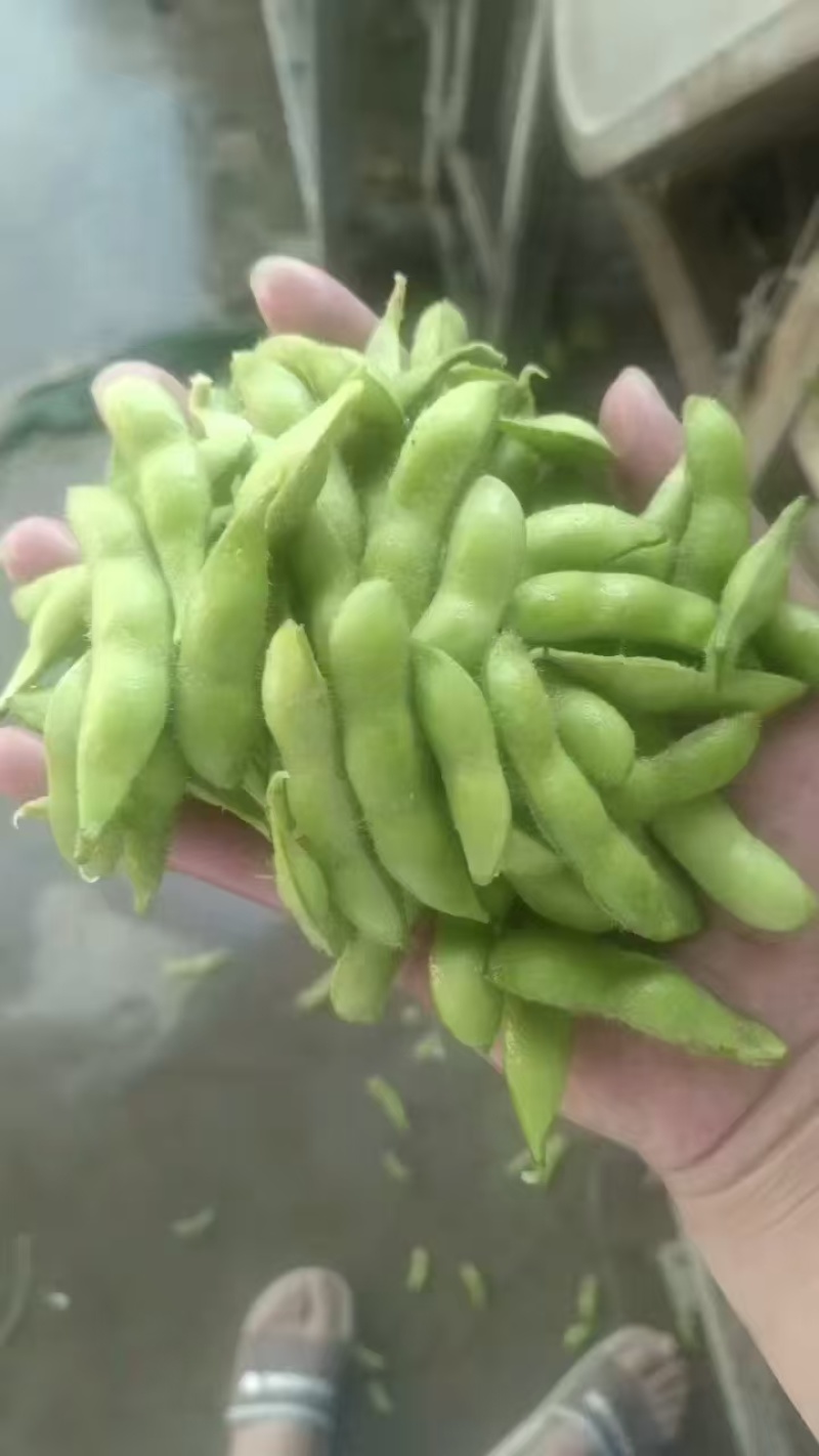 当季现摘鲜毛豆，豆粒饱满，带壳批发，产地直发量大优惠