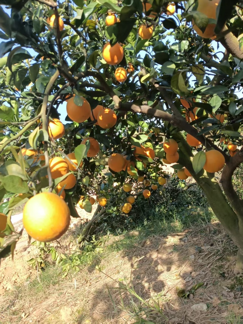 精品赣南脐橙货源充足量大从优质量保证产地供应