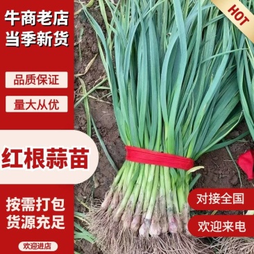 新鲜红根蒜苗香辛浓郁当季基地直发量大价优
