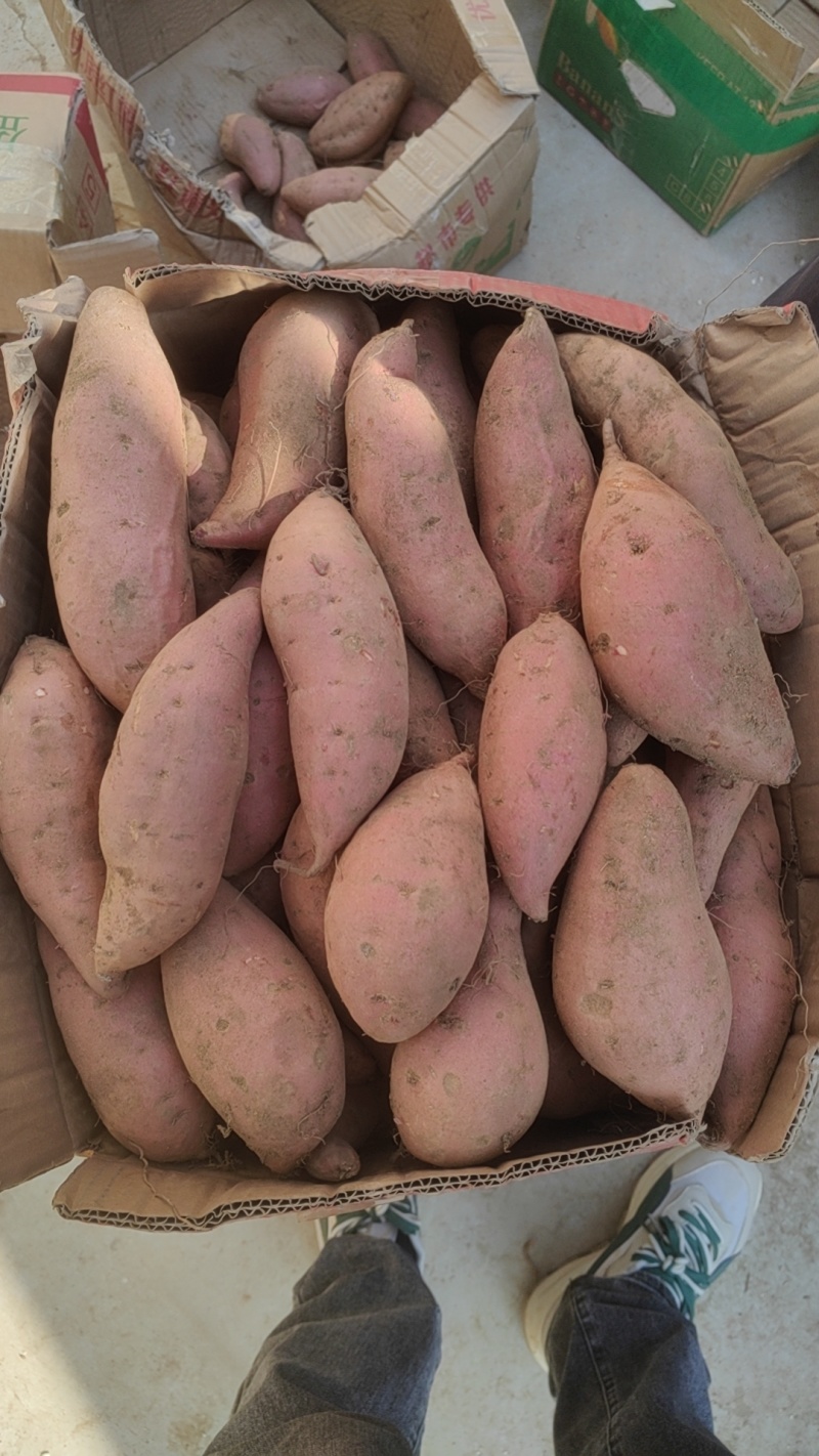 山东烟薯25