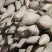 山东烟薯25