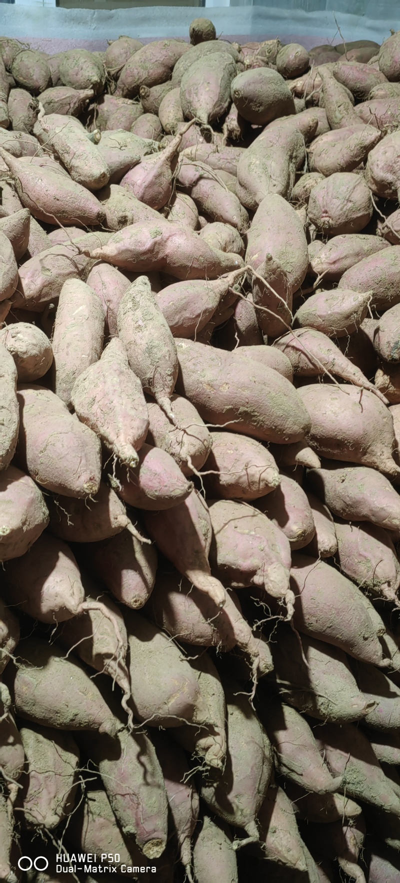 山东烟薯25
