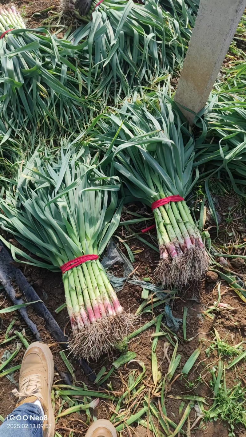 新鲜红根蒜苗香辛浓郁当季基地直发量大价优