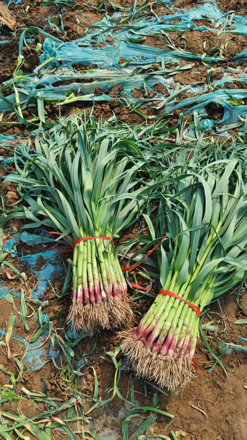 新鲜红根蒜苗香辛浓郁当季基地直发量大价优