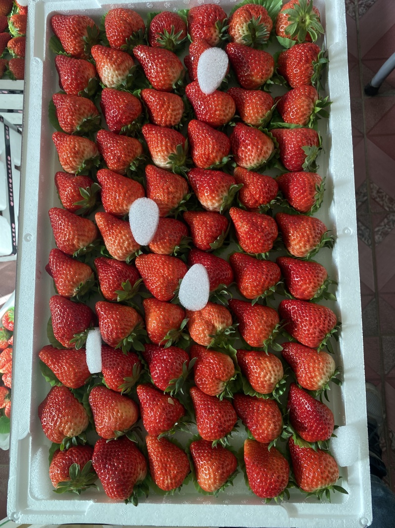 热销红颜久久草莓产地直供，可视频看货，量大价优