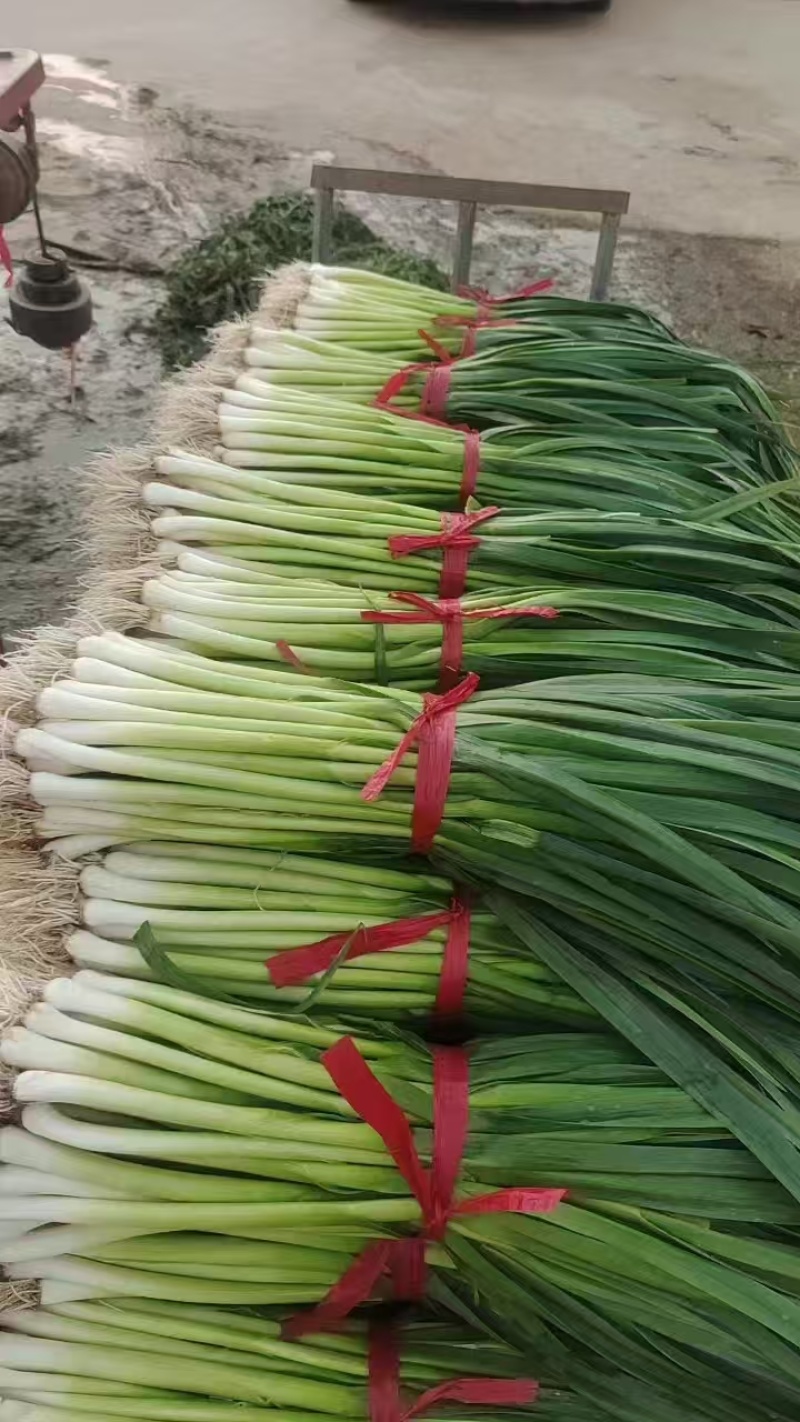 新鲜白根蒜苗香辛浓郁当季基地直发量大价优