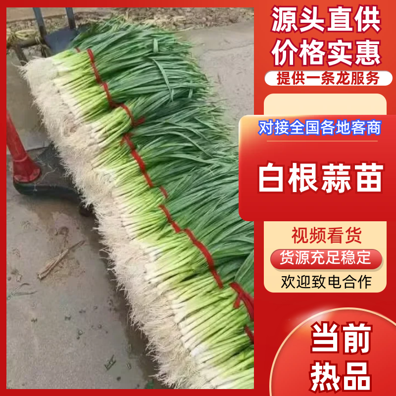 新鲜白根蒜苗香辛浓郁当季基地直发量大价优