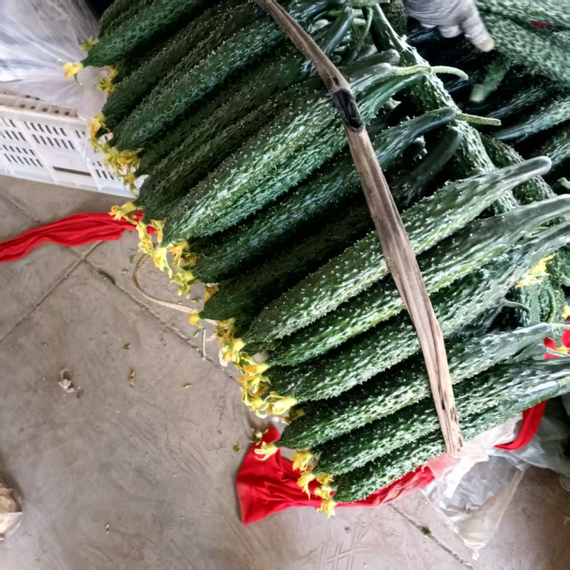 河南温棚黄瓜大量上市对接市场商超欢迎视频看货