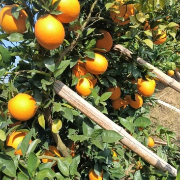 精品赣南脐橙货源充足量大从优质量保证产地供应诚信经