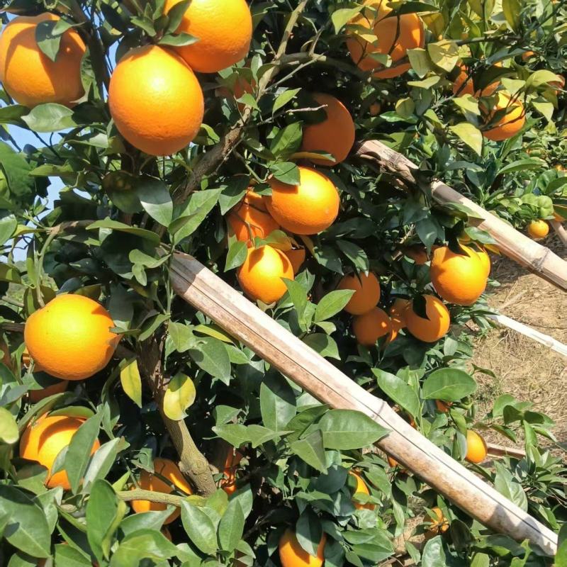 精品赣南脐橙货源充足量大从优质量保证产地供应诚信经