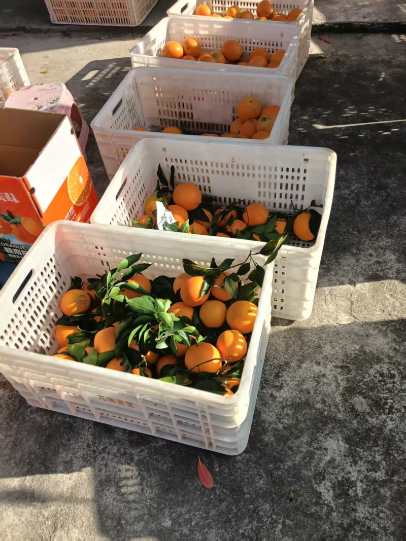 精品赣南脐橙货源充足量大从优质量保证产地供应诚信经