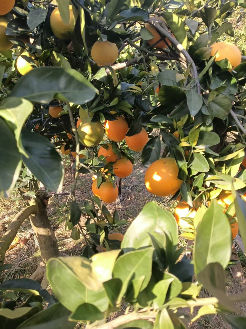 精品赣南脐橙货源充足量大从优质量保证产地供应诚信经