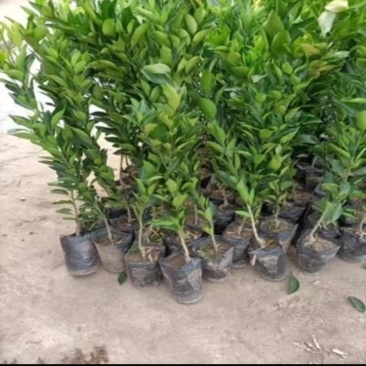 爱媛苗阿密达46号种苗杯苗种植基地