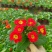 抗寒花卉报春花玫瑰报春花多色供应基地直供