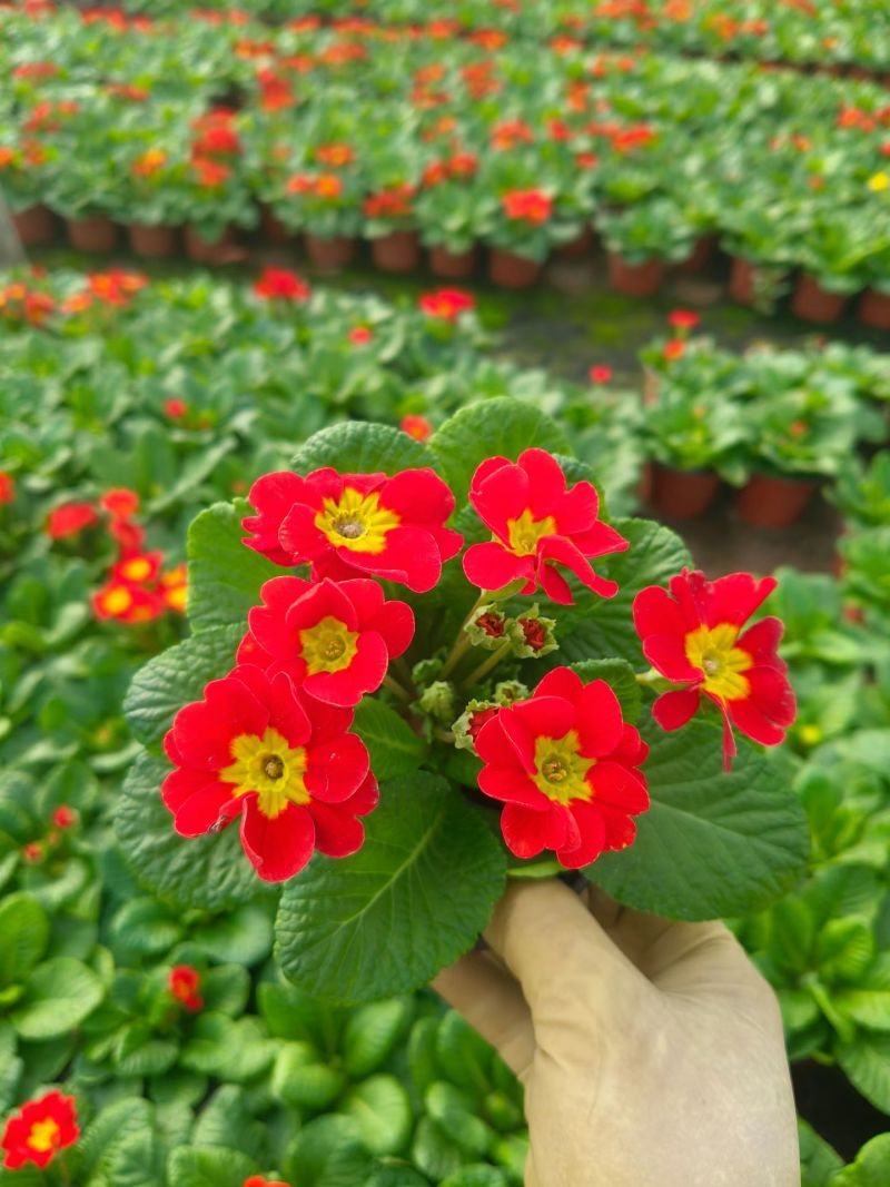 抗寒花卉报春花玫瑰报春花多色供应基地直供