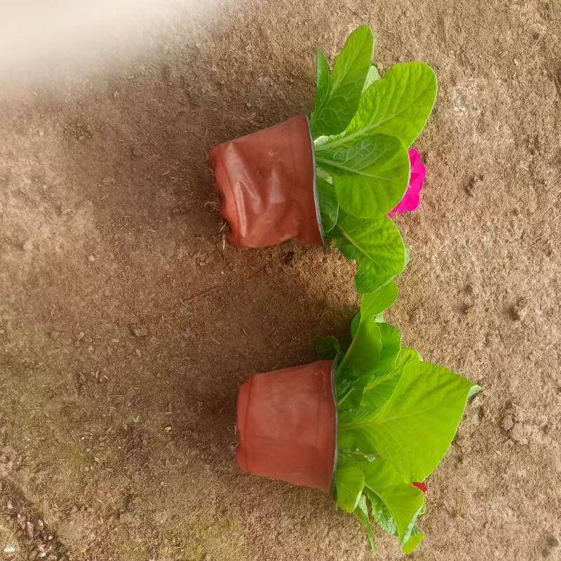 抗寒花卉报春花玫瑰报春花多色供应基地直供