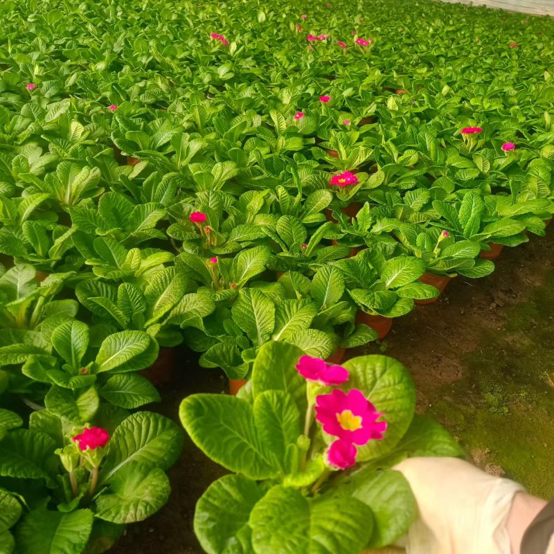 抗寒花卉报春花玫瑰报春花多色供应基地直供