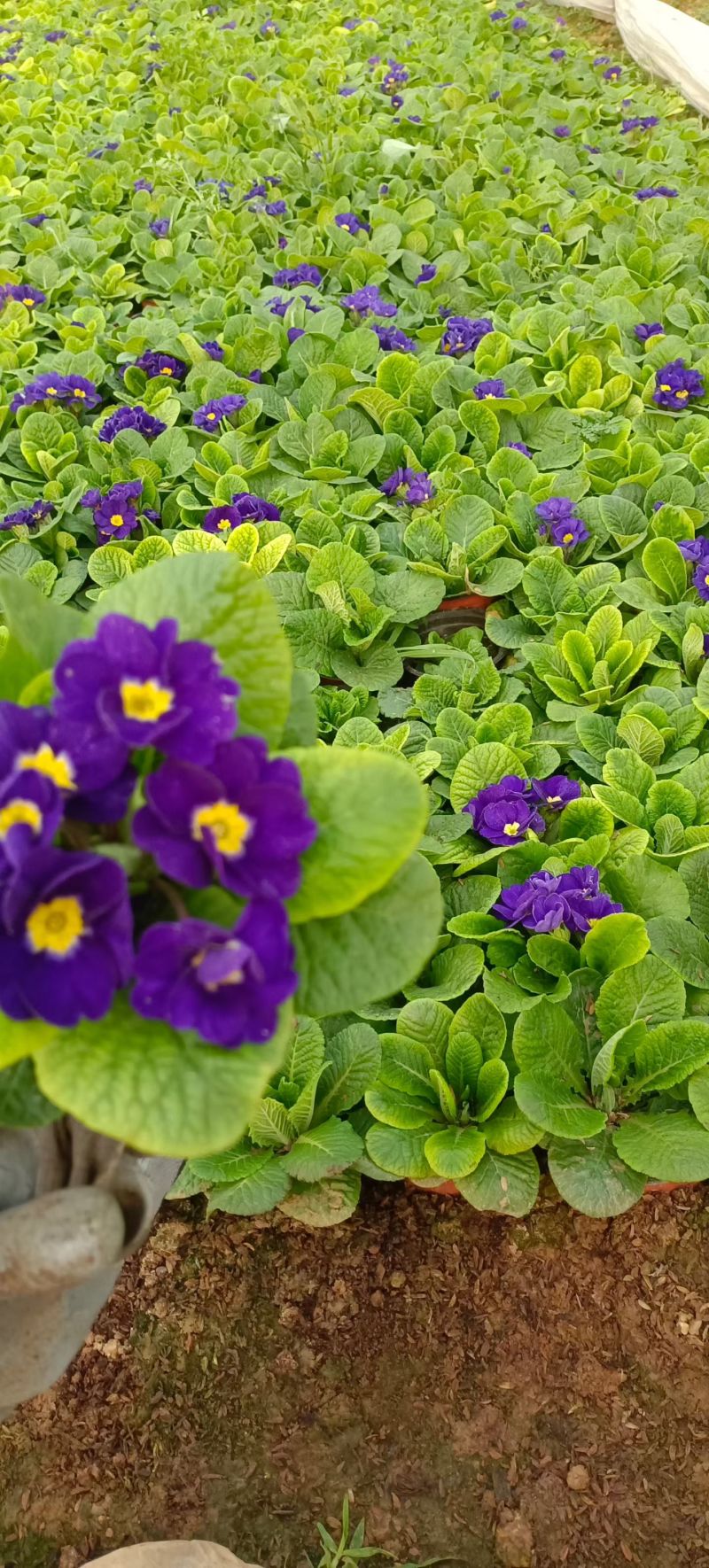 抗寒花卉报春花玫瑰报春花多色供应基地直供