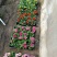 抗寒花卉报春花玫瑰报春花多色供应基地直供
