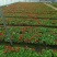 抗寒花卉报春花玫瑰报春花多色供应基地直供