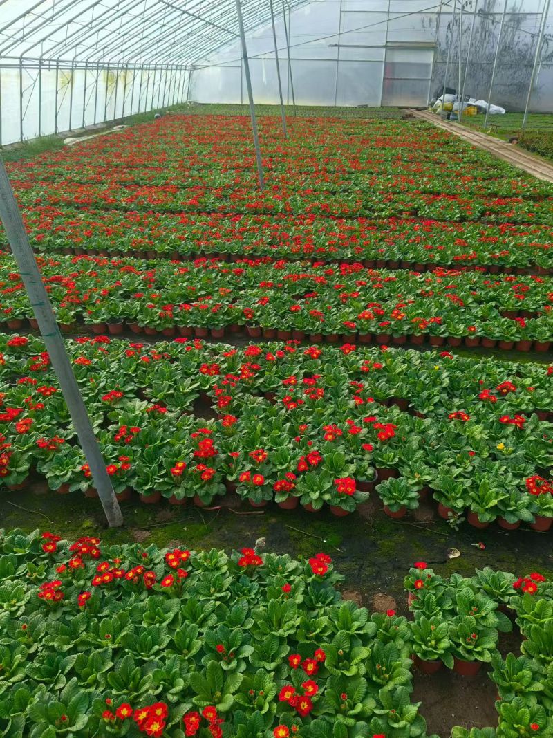 抗寒花卉报春花玫瑰报春花多色供应基地直供