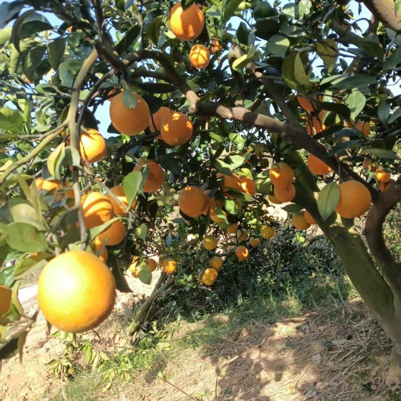 【推荐】赣南脐橙货源充足量大从优质量诚信经营欢迎咨询