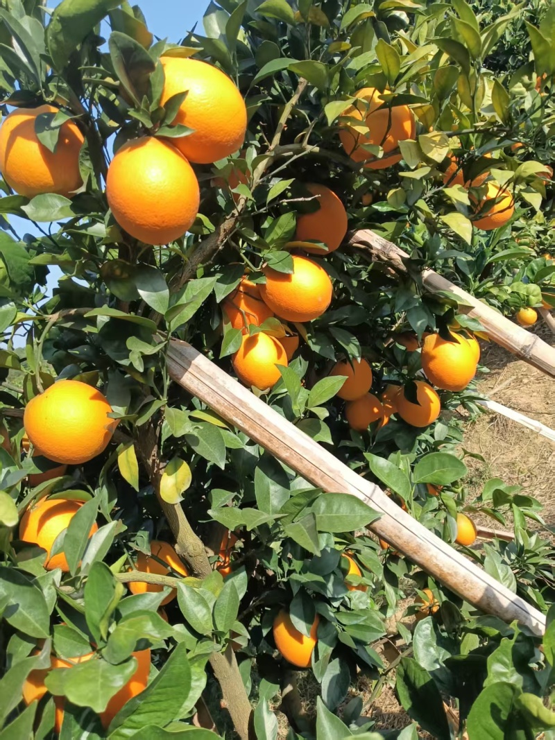 【推荐】赣南脐橙货源充足量大从优质量诚信经营欢迎咨询