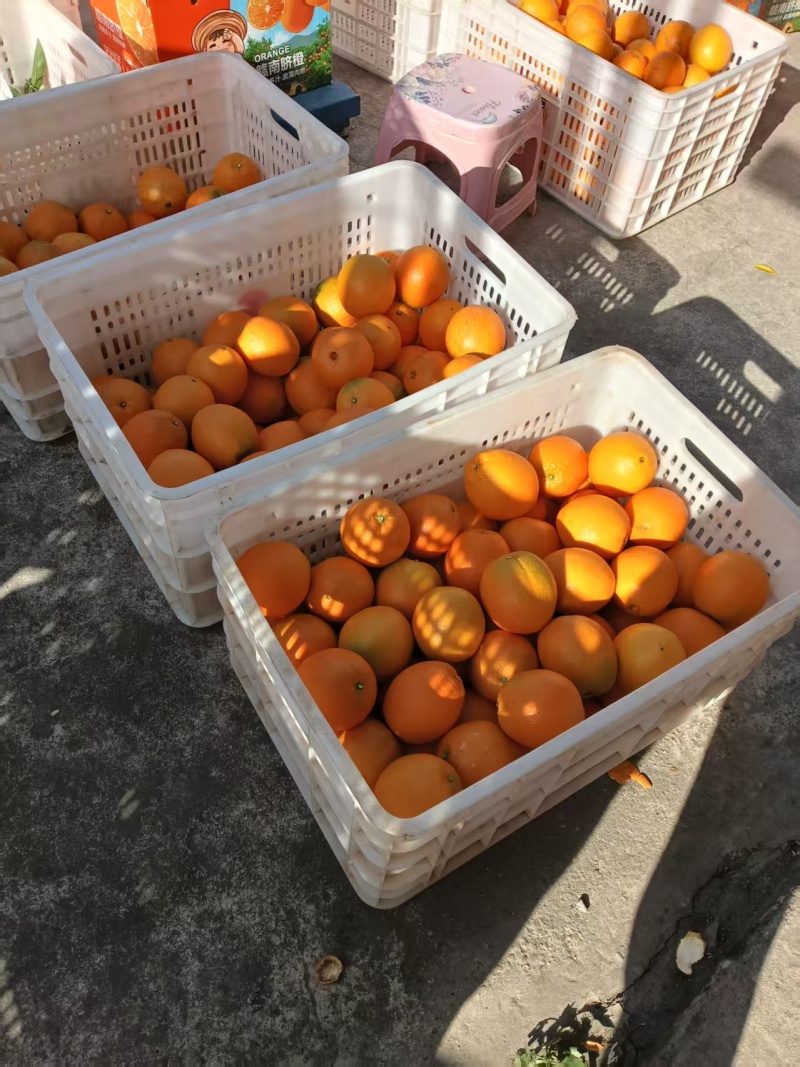 【推荐】赣南脐橙货源充足量大从优质量诚信经营欢迎咨询