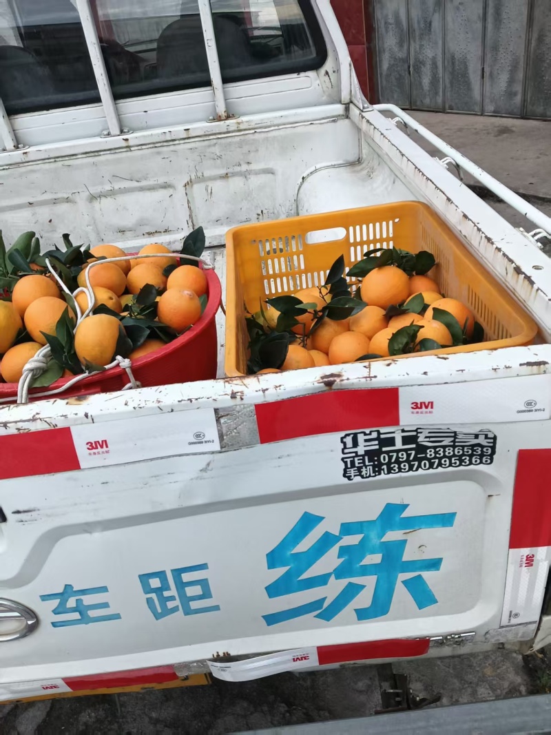 【推荐】赣南脐橙货源充足量大从优质量诚信经营欢迎咨询