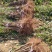 1-3年六马蜂糖李子苗提供种植技术指导自家育苗基地