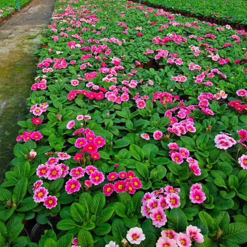 抗寒花卉报春花玫瑰报春花多色供应基地直供