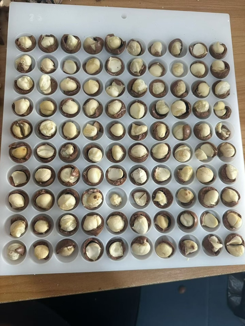 夏威夷果大量现货