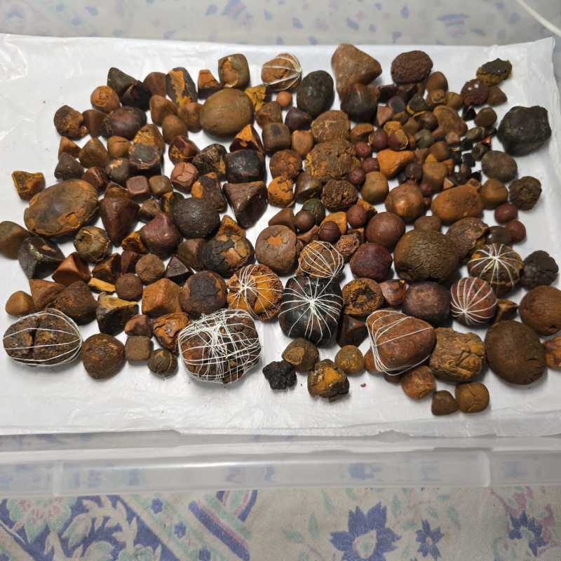 天然牛黄