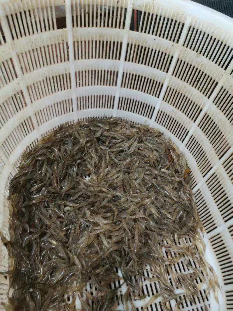 小河虾（量大从优）规格齐全品质保证，欢迎来电咨询